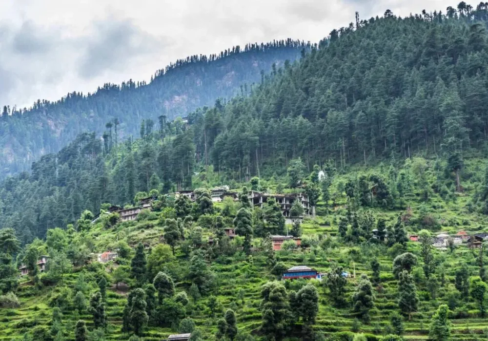 Clear mountain river and pine vegetation in Tirthan Valley